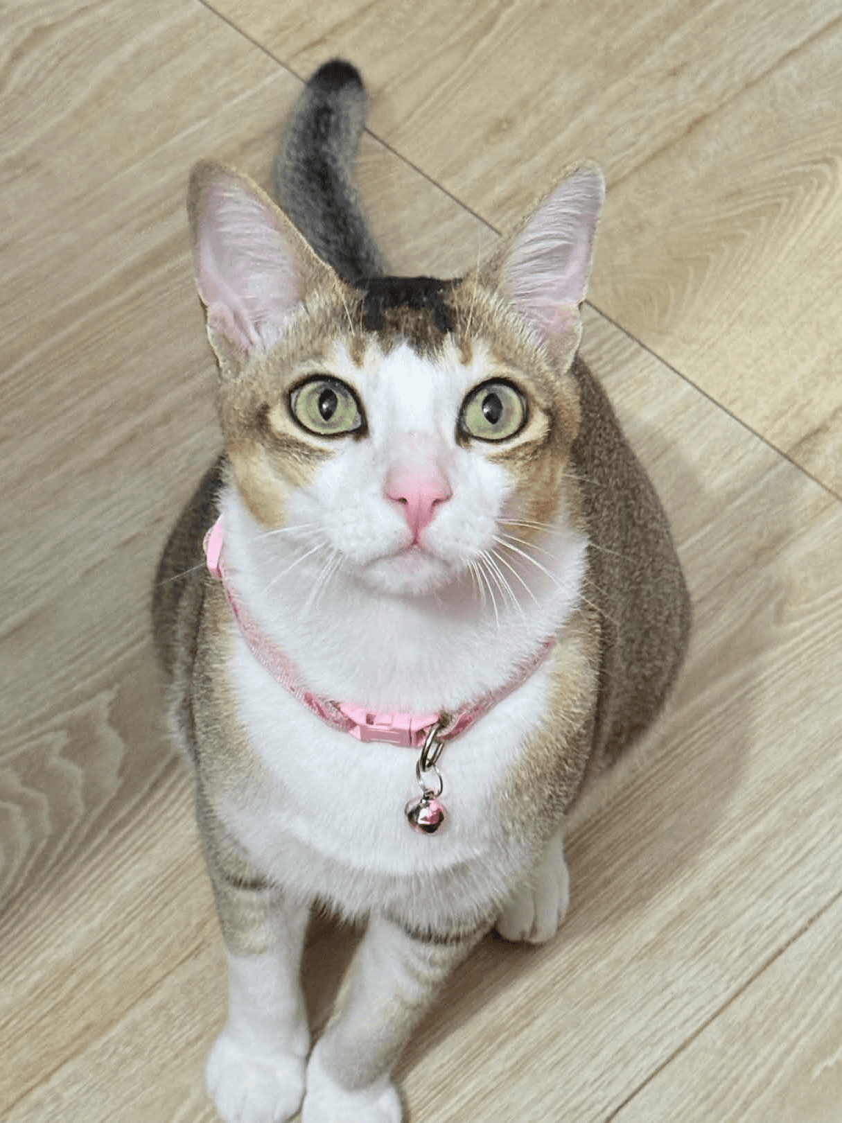 piku.004 · zoomies